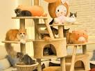 Cat Cafe Guide | Our Picks of the Litter | Honeycombers Singapore