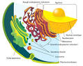 Eukaryote - Wikipedia, the free encyclopedia