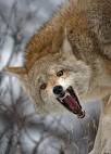 amazing pictures of animals