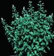 Catnip