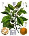 Bitter Orange - Medicinal Herb Info