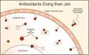 Antioxidants' Functions &amp; Free-Radical Damage : Cosmetics Cop ...