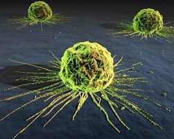 La Oncología Oficial Ignora la Biología Básica del Cáncer 