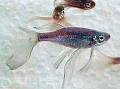 Aquarium Fish Deals - About Cyprinids (CYPRINIDAE) - Goldfish ...