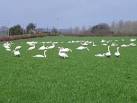 Legend says that Richard the Lionheart brought the first mute swans home - via Daymix