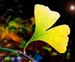 GINKGO BILOBA -The Ginkgo Pages -