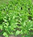 Best ARUGULA Salad Ever! « AElite Fitness
