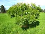 File:<b>Sophora</b> japonica