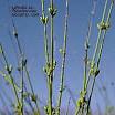 <b>ephedra</b>.com