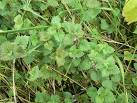 Ground Ivy. In coarse meadowland alongside the Trent - via Daymix