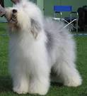 Digging Behavior in Dogs « Pet Care Blog