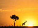 Kenya Safari &amp; Holidays, East Africa