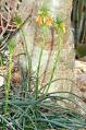 220px-Aloe_vossii_-_plant_(aka ...