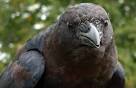 A Murder of Crows ~ Crow Facts | Nature | PBS