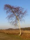 This slim silver birch is alongside the Smugglers Road on Picket Plain. - via Daymix