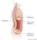 core muscles diagram
