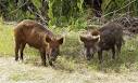 http://primetexasranches.com/huntinghog.com/wp-content/uploads/2009/06/hunting-feral-hogs-russian-boar-hyrbrid-01.jpg
