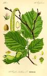 File:Illustration <b>Corylus</b>