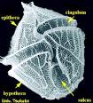 dinoflagellate