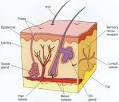  Skin Conditions - body, last, viral, causes
