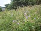 An erect hairy perennial growing from a thick rhizome. - via Daymix