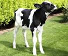 Win this superb heifer calf | Competitions | Farmers Guardian