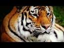 MAULED MAN CHARGED WITH TRESPASSING AT BRONX ZOO - Worldnews.