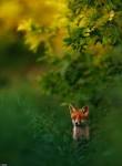 German Nature Society´s Photographer of the Year 2013 CCTV News ... english.cntv.cn 