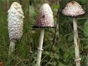 The Magpie's Hoard: Shaggy Ink Caps