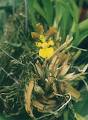 Oncidium - Wikipedia, the free encyclopedia