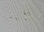 Feral cat tracks free - via Daymix