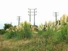 SW5738 : Pampas Grass under - via Daymix