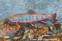Pennsylvania State Fish - Brook Trout