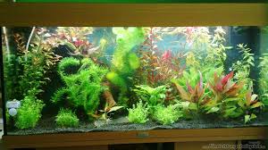 Aquarium von Johannes Klopf: Becken 19987 - 2151c24ab4d9a5e316094f824e590944