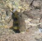 More sizes. Brown Trout in the Ebble. Swimming next to SU0725 : Grayling in - via Daymix