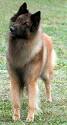 Belgian Shepherd Dog (Tervuren) - Wikipedia, the free encyclopedia