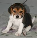 Dog Breed News And Picture: Beagle Puppies For Sale