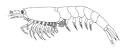 Fichier:Bentheuphausia amblyops.png - Wikipédia