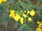 CASSIA
