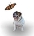 No Borders Animal Rescue Society (