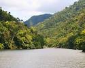 Australian Rainforest - The Daintree Rainforest