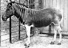 7 Animals Humans Brought to Extinction