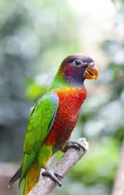 http://t2.gstatic.com/images?q=tbn:ANd9GcRs1AH426zFcMRR7h_Hf29vj4u7HiUSeoDTqj5925y6HIxX-l_a