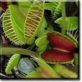 Carnivorous and Insectivorous Plants Online, Dionaea (Venus ...
