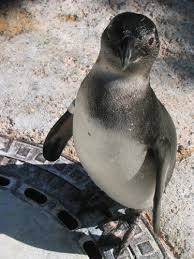 Pinguin in der Wilhelma Stuttgart - Bild \u0026amp; Foto von Tobias Haf aus ...