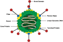 Welgen, Inc. Products and services for biomedical research