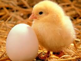 I try not to think about where chicken comes from.