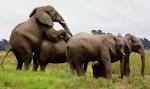 African Elephant