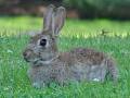European Rabbit