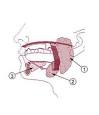 Sublingual gland - Wikipedia, the free encyclopedia